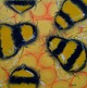 Fat Five Bees