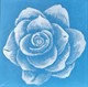 Big Ghost Rose