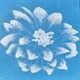 Big Ghost Dahlia