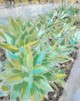 Gold Gate Succulents
