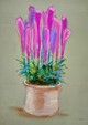 Liatris