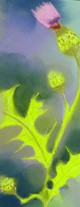 Thistle I
