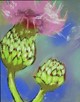 Thistle II